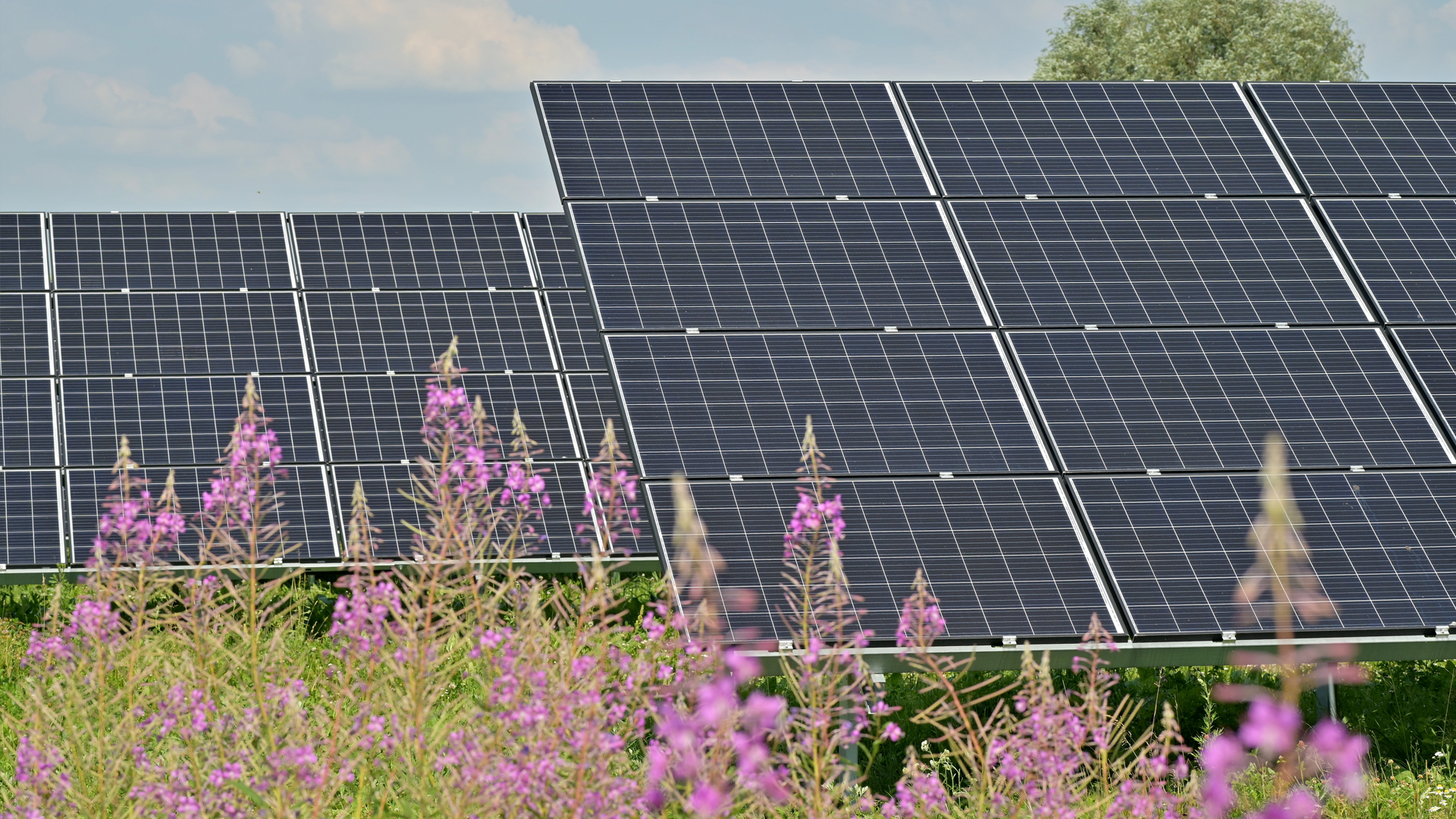 Photo showing solar panels in a field