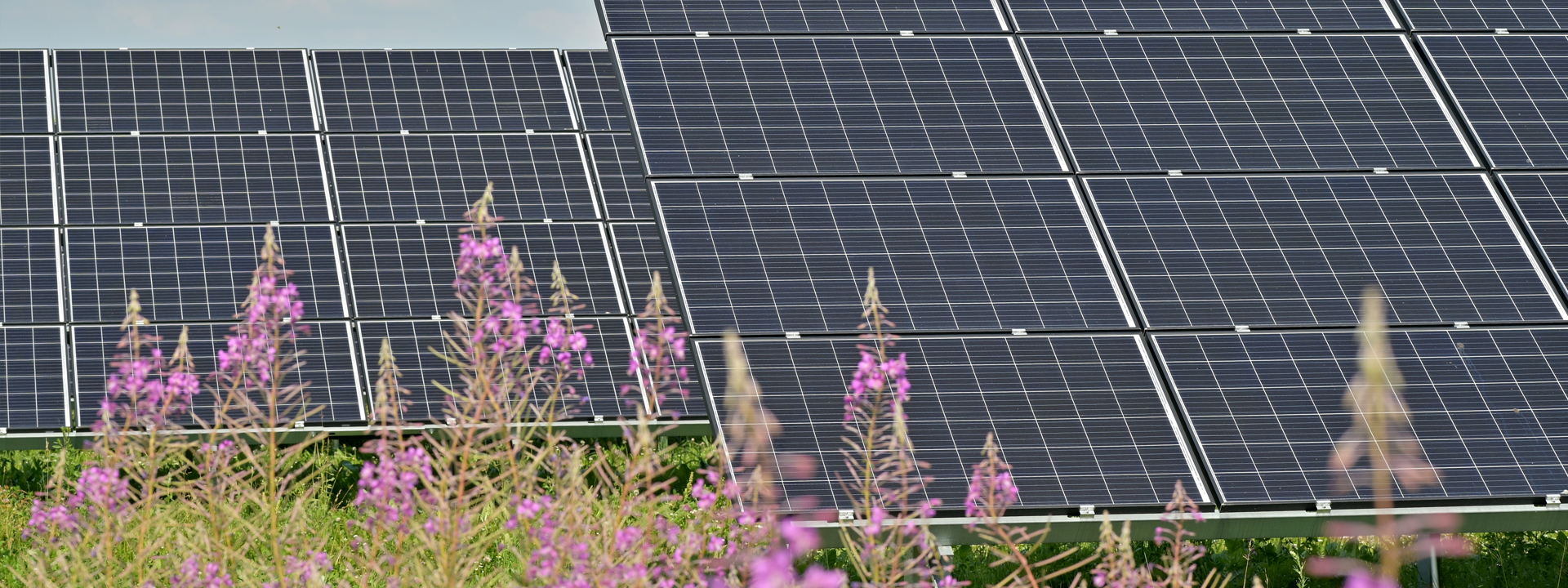 Photo of solar panels in a field